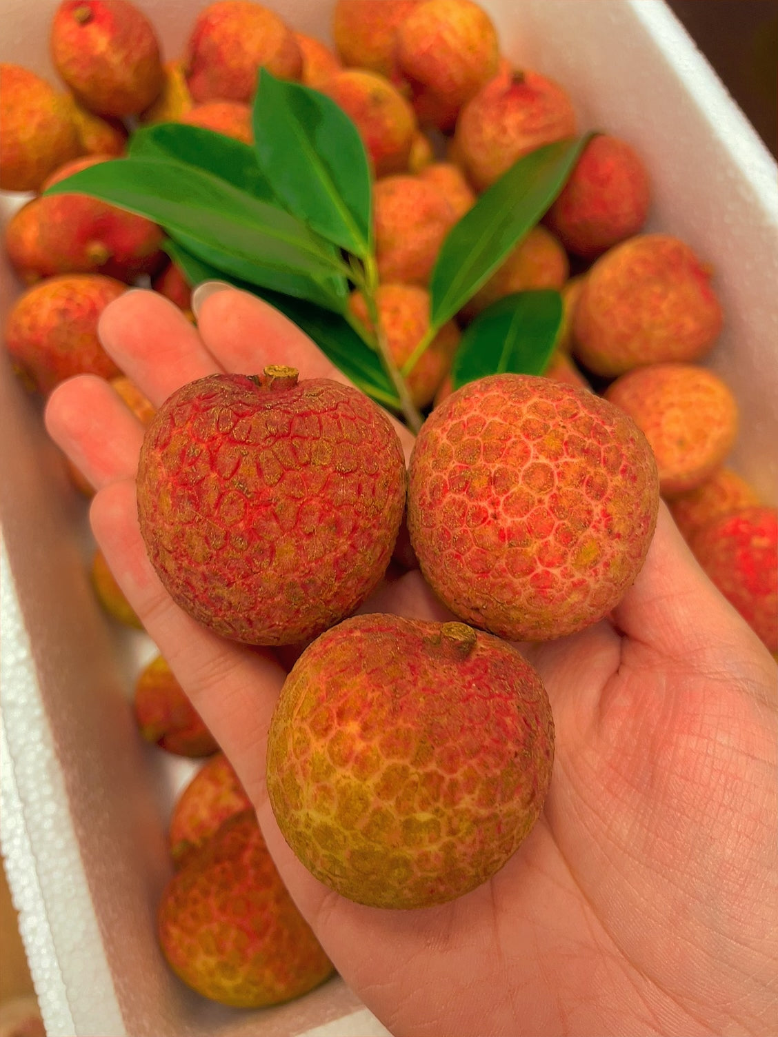 Fresh-Lychee---2kg-Box-1