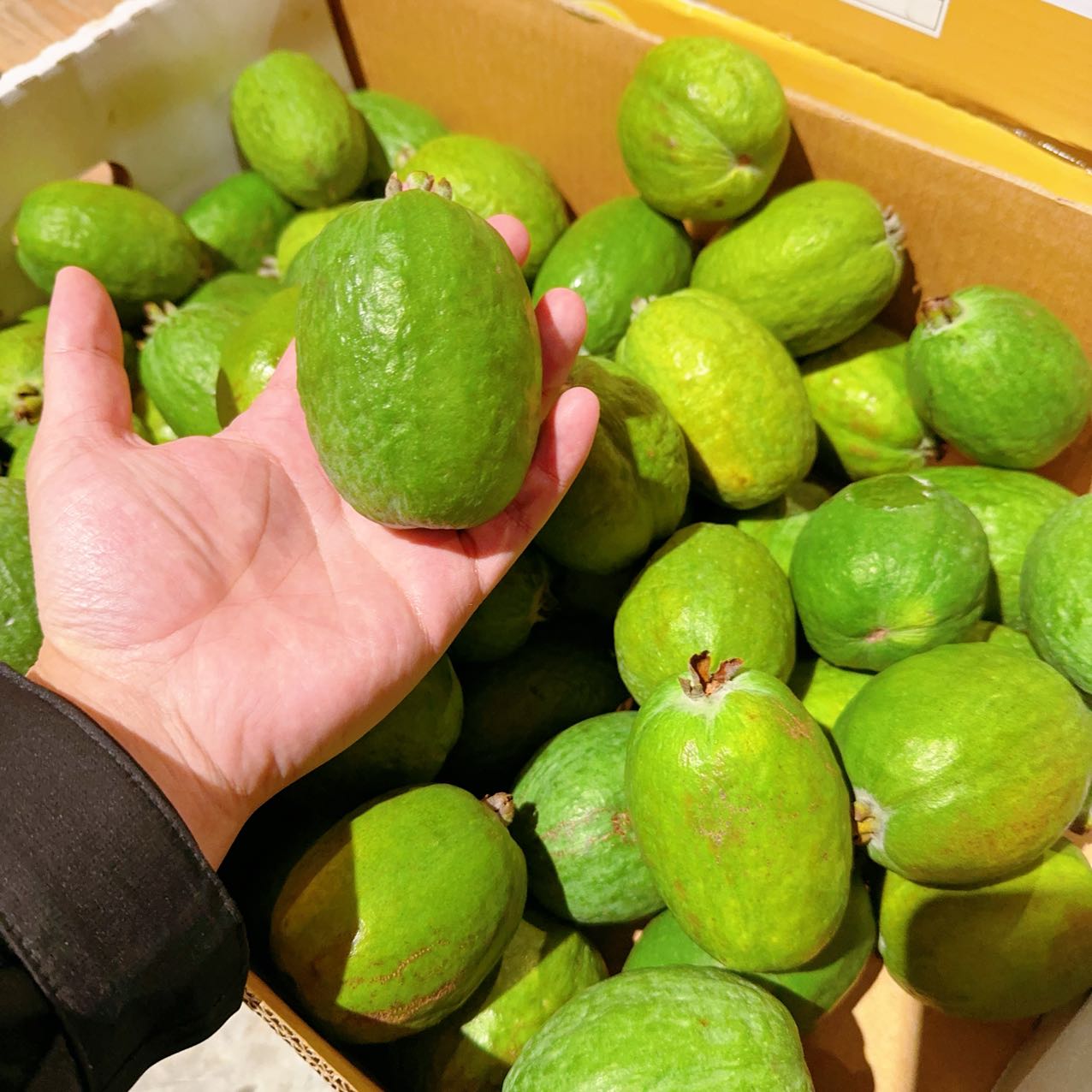 Seasonal-Limited-Australian-Feijoa---2-Large-Pieces-1