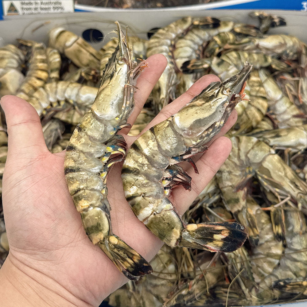 Tassal-Frozen-Australian-Raw-Black-Tiger-Prawns-XL-Size-10/15-3kg-1