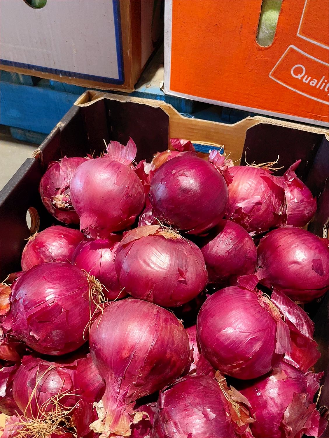 fresh-purple-onions-approximately-1kg-1