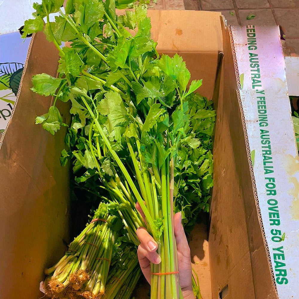 Chinese Celery Bunch