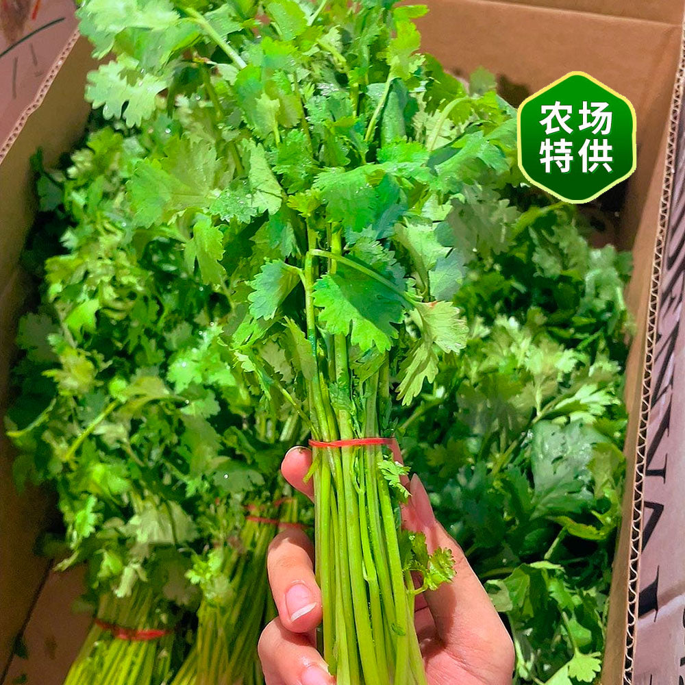 fresh-bunch-of-coriander-1