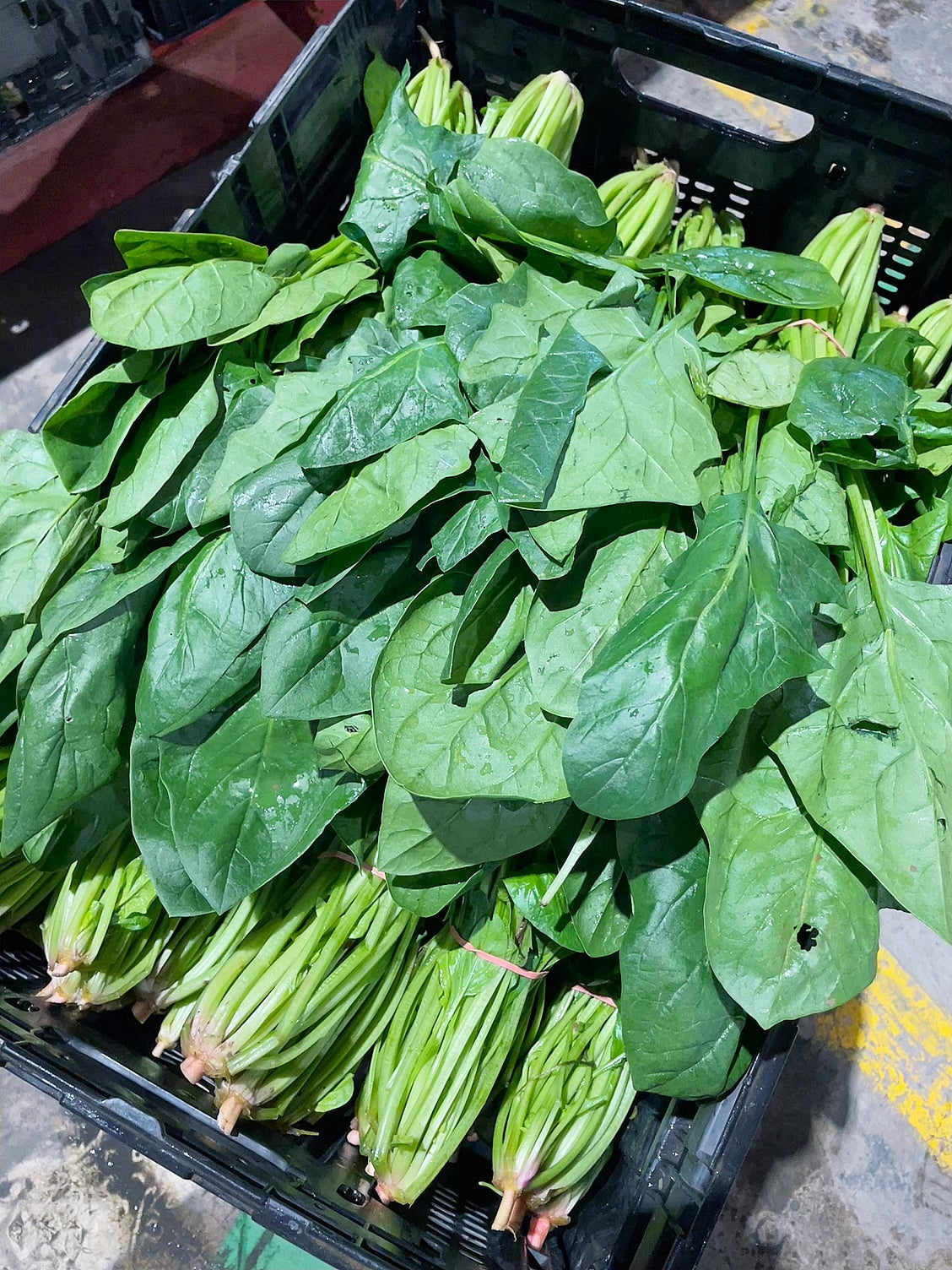 fresh-bundle-of-spinach-1-bundle-1