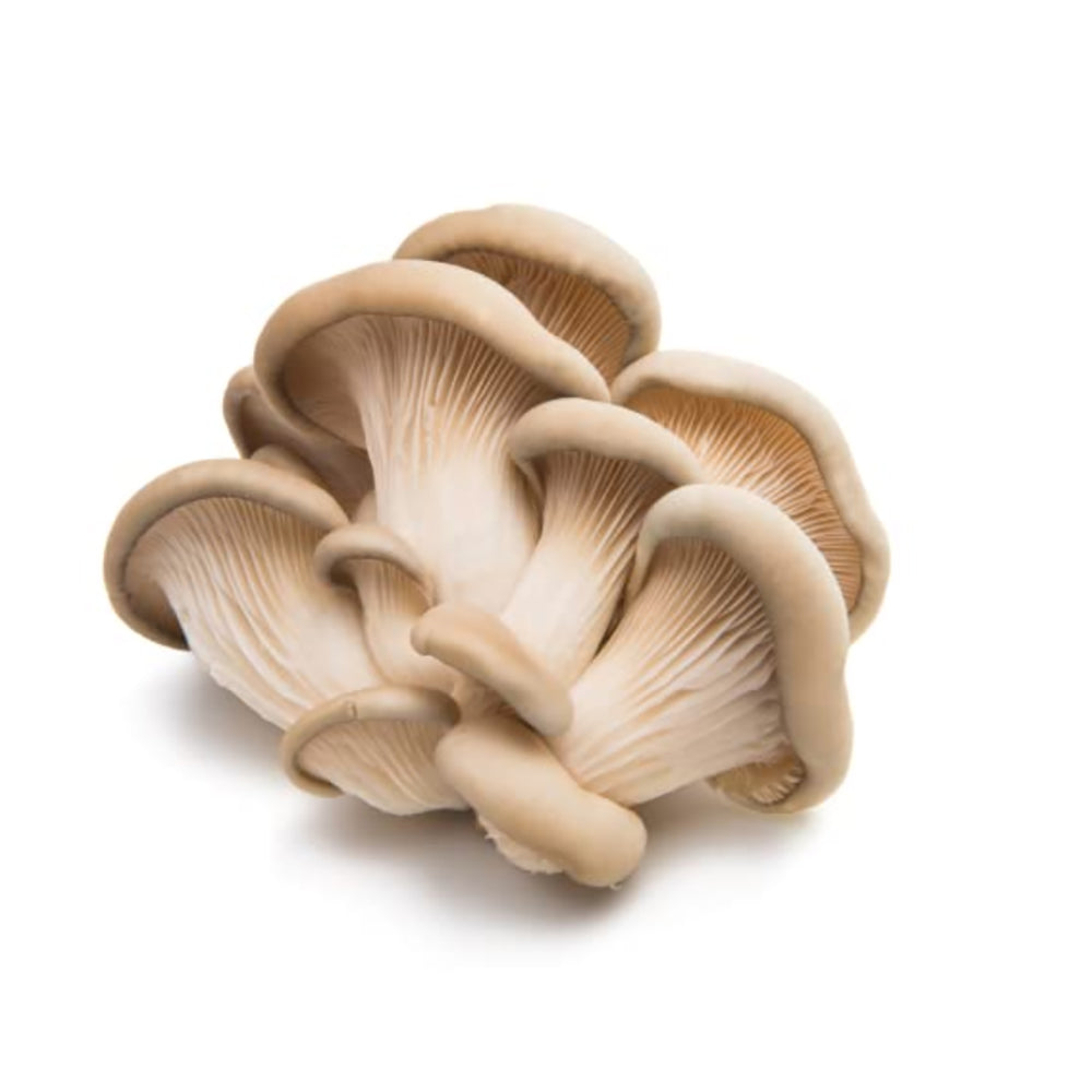 Grey Abalone Mushrooms Pack