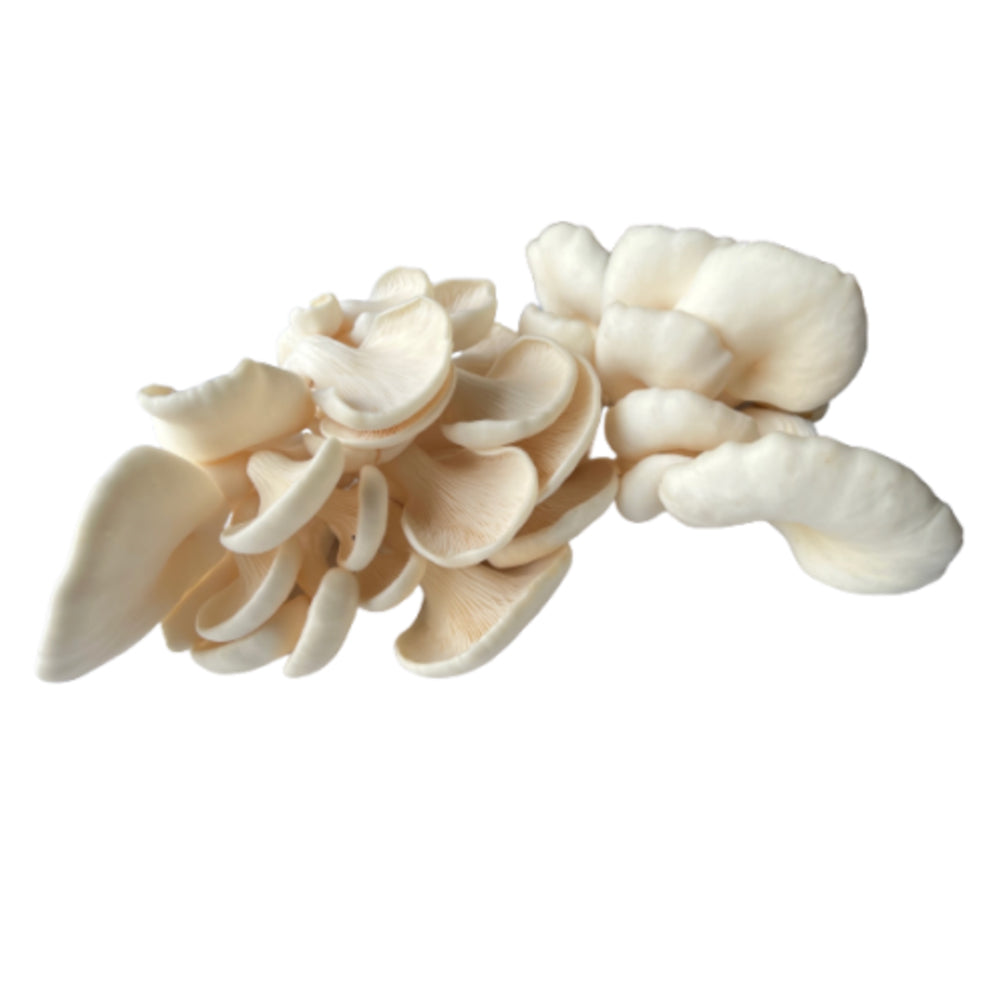 white-abalone-mushrooms-400g-1