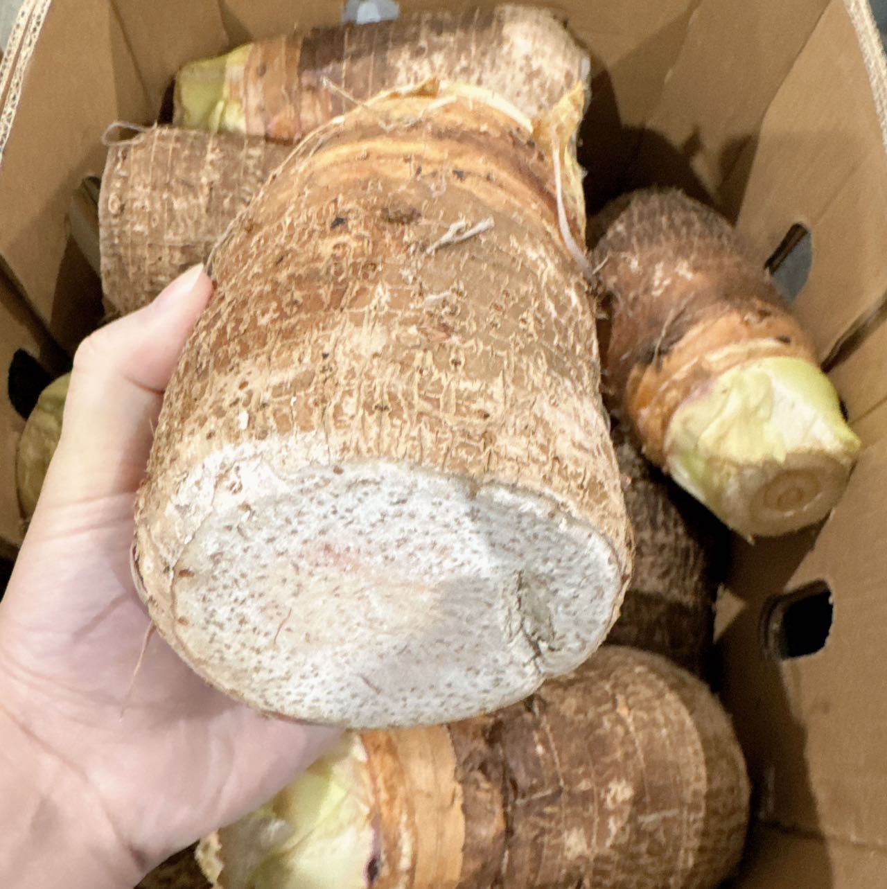 [Fresh]-Taro-Root-Approximately-1kg-1