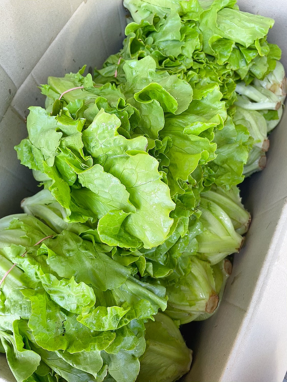 Fresh-Tang-Lettuce,-1-Bunch-1