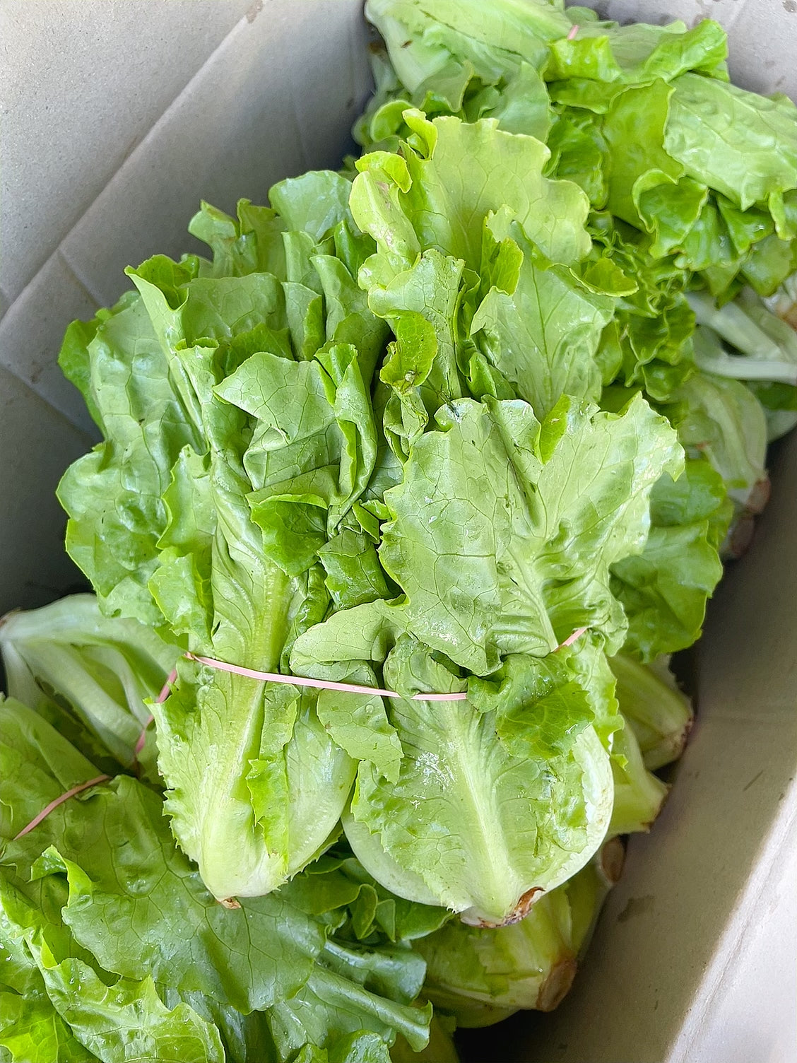 Fresh-Tang-Lettuce,-1-Bunch-1