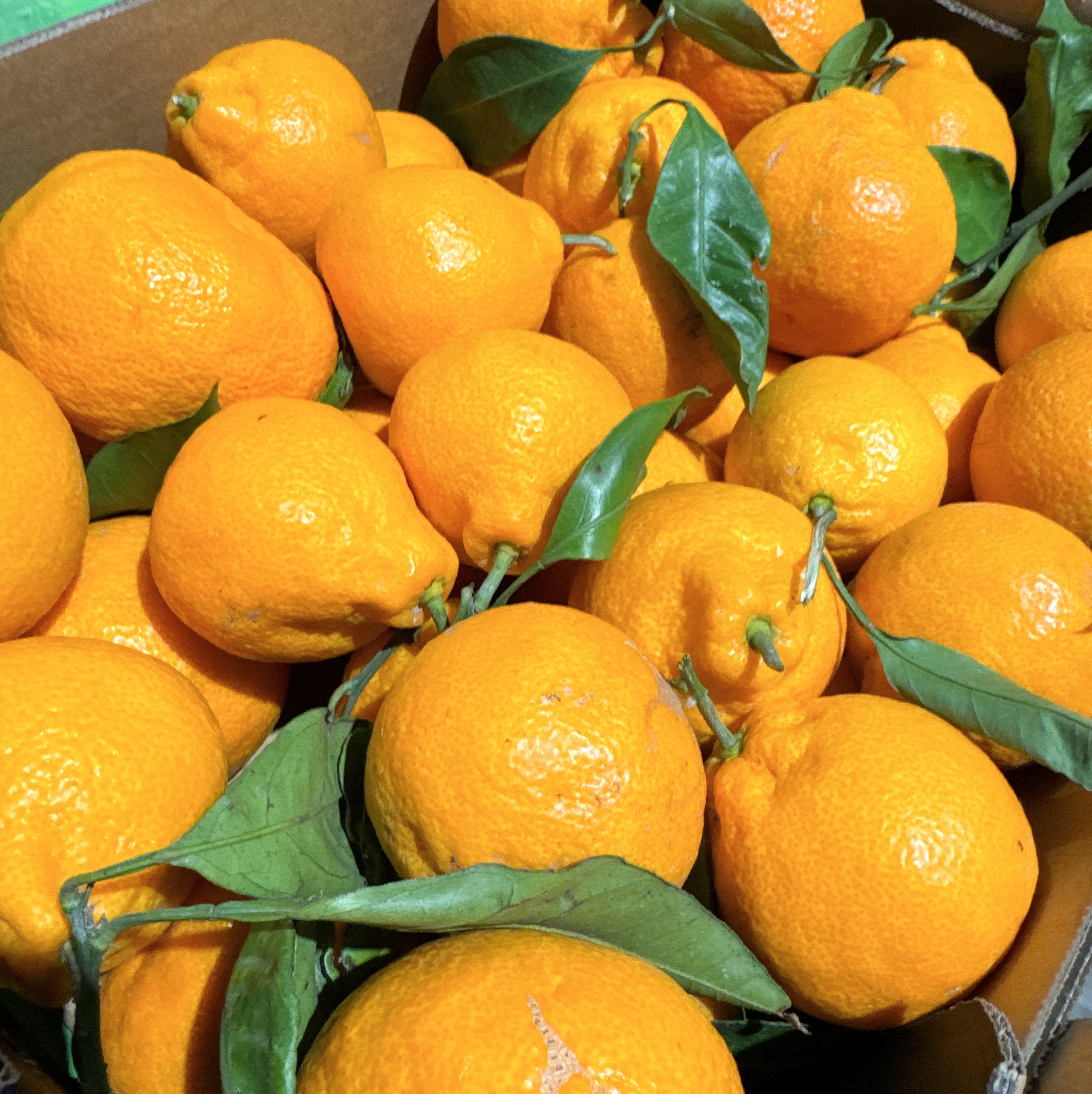 Japanese-OKITSU-Seedless-Juicy-Mandarins---10kg-Box-1