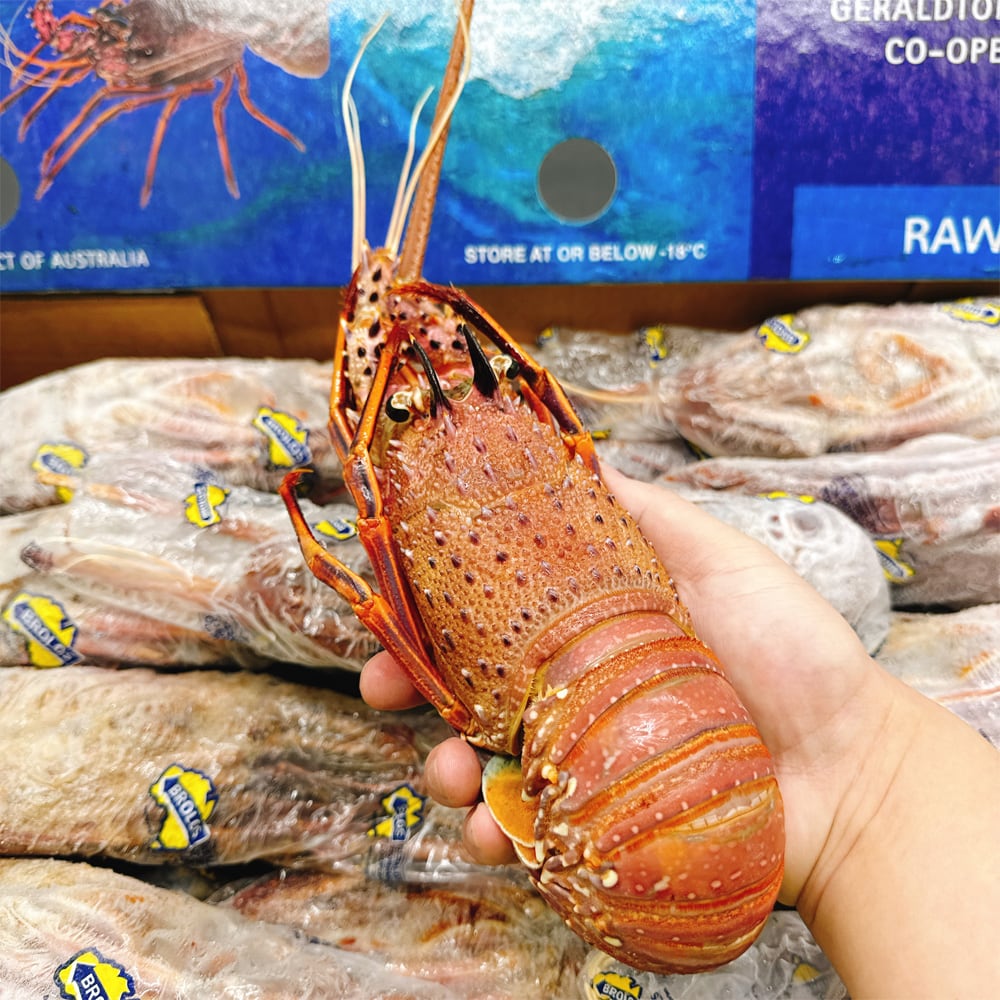 Brolos-Frozen-Whole-Western-Rock-Lobster---10kg-Box-1