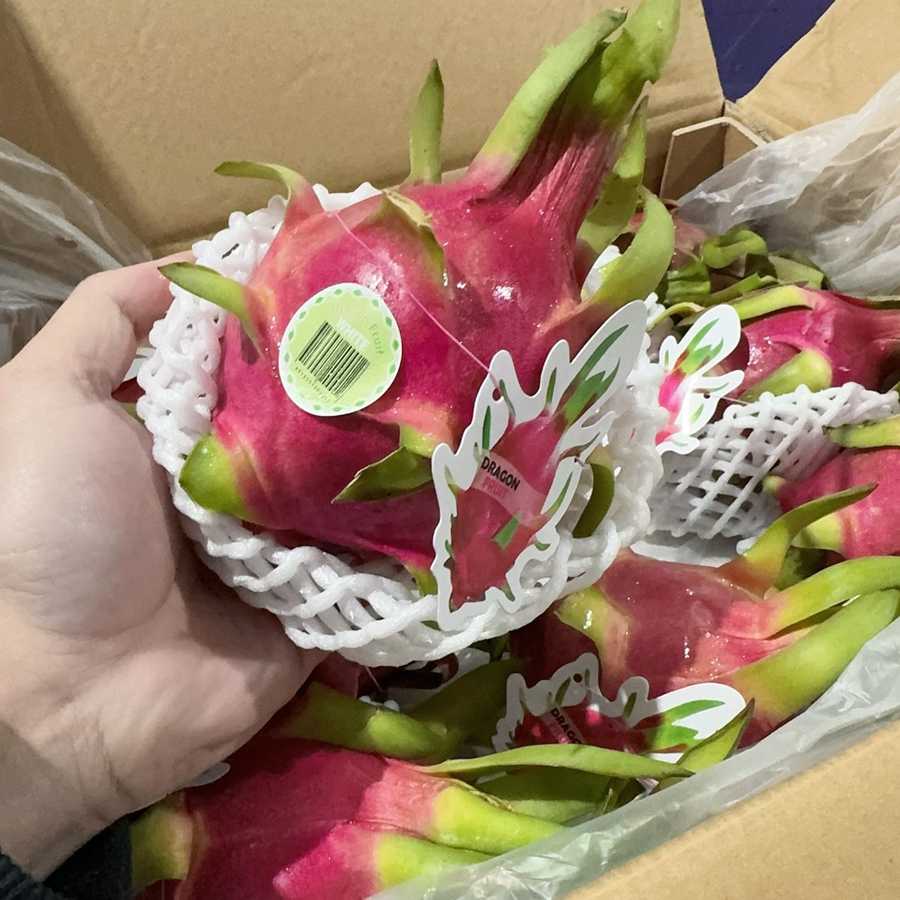 Dragon-Fruit-White-Each-1