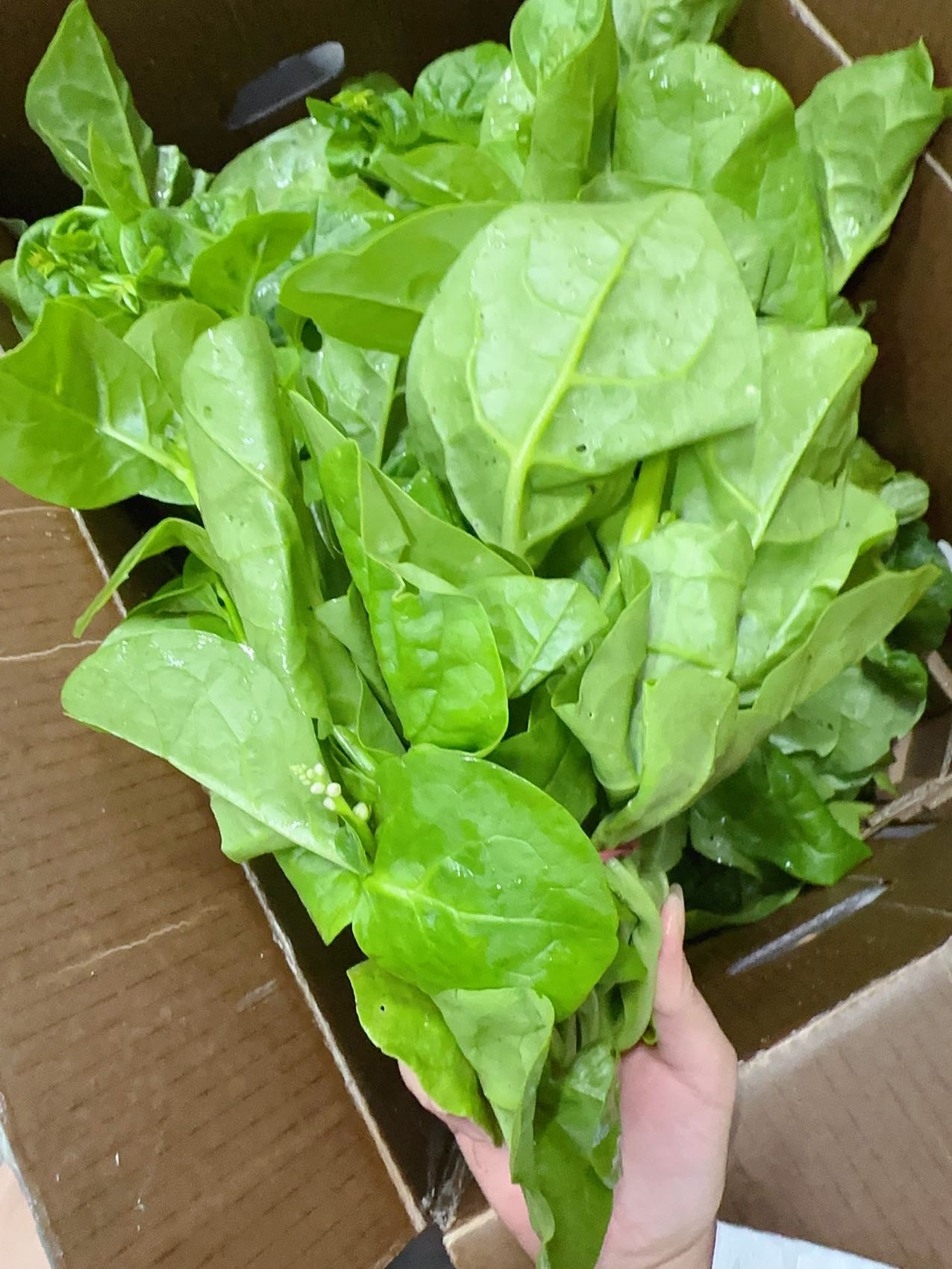 Fresh-Malabar-Spinach---1-Bunch-1