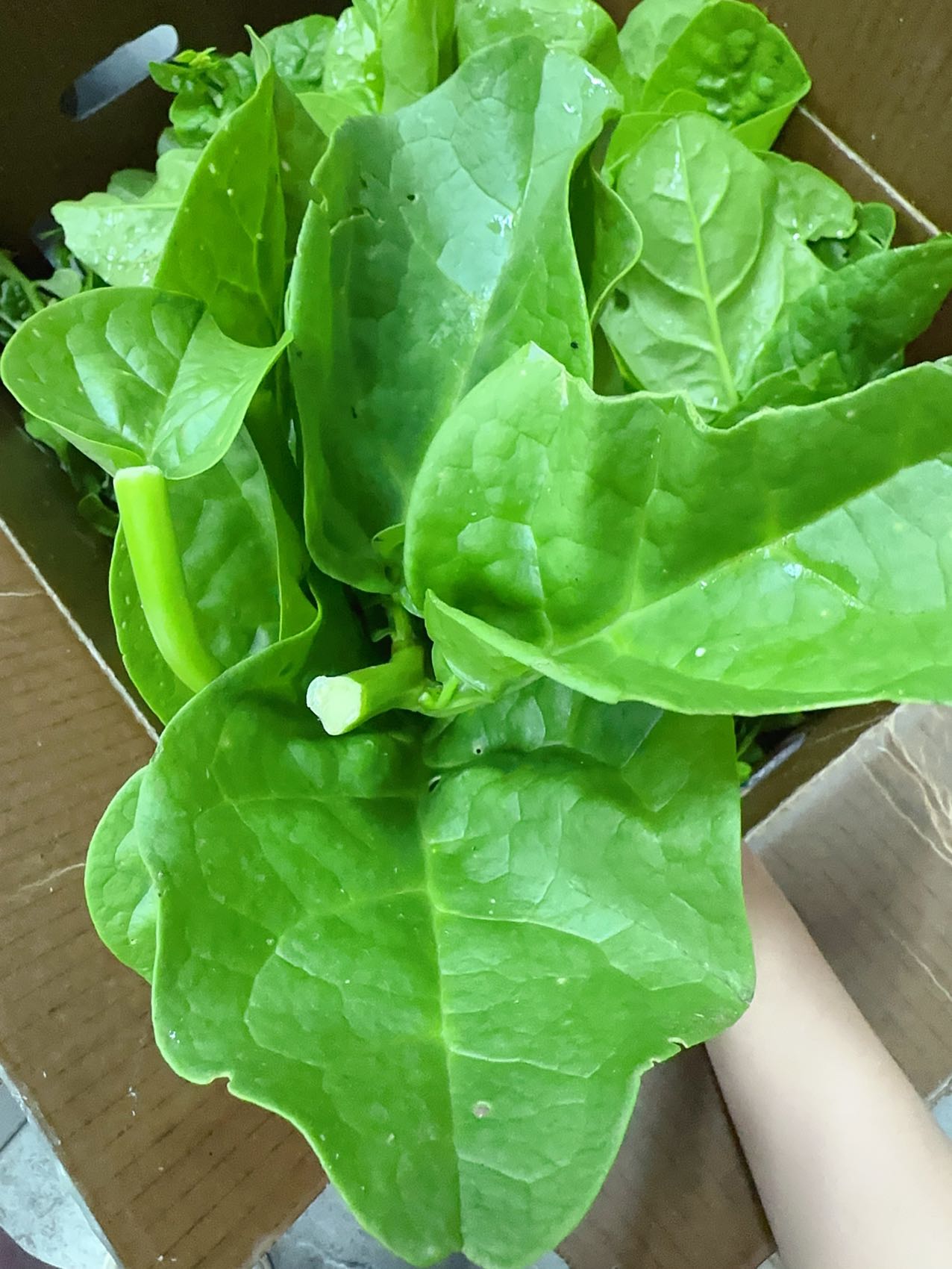 Fresh-Malabar-Spinach---1-Bunch-1