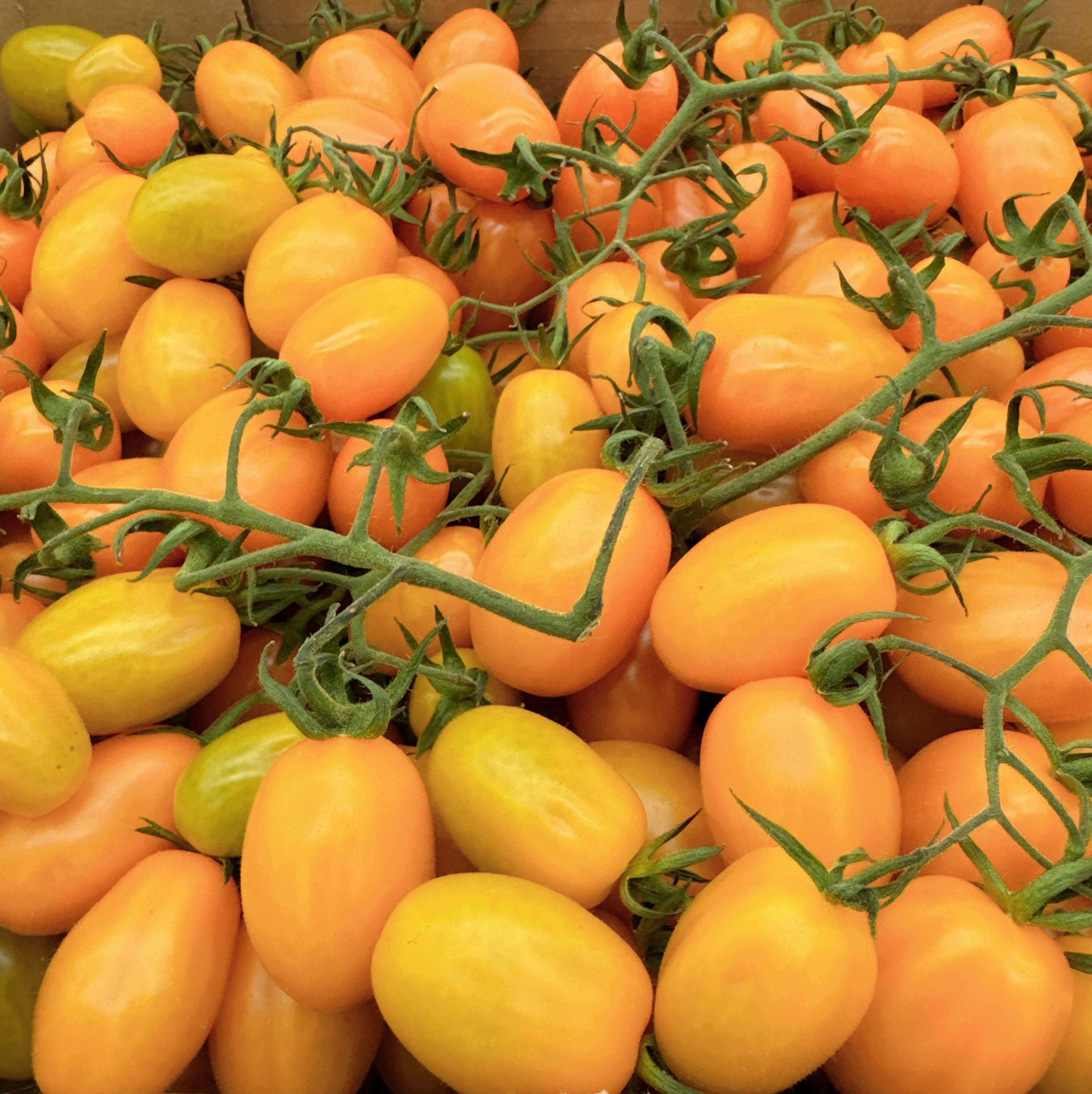 Yellow-Vine-Tomatoes---Box-of-5kg-1