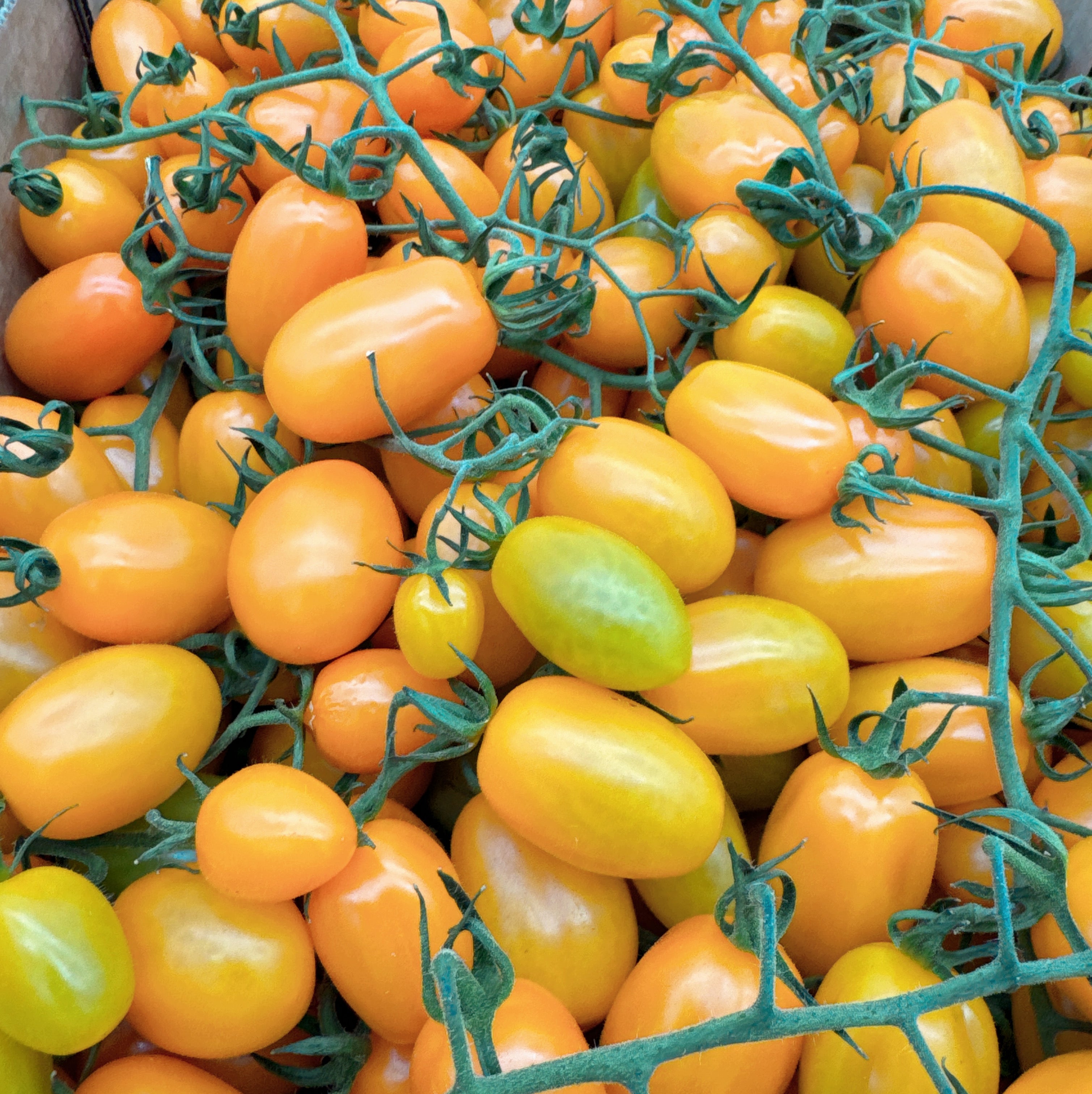 Yellow-Vine-Tomatoes---Box-of-5kg-1