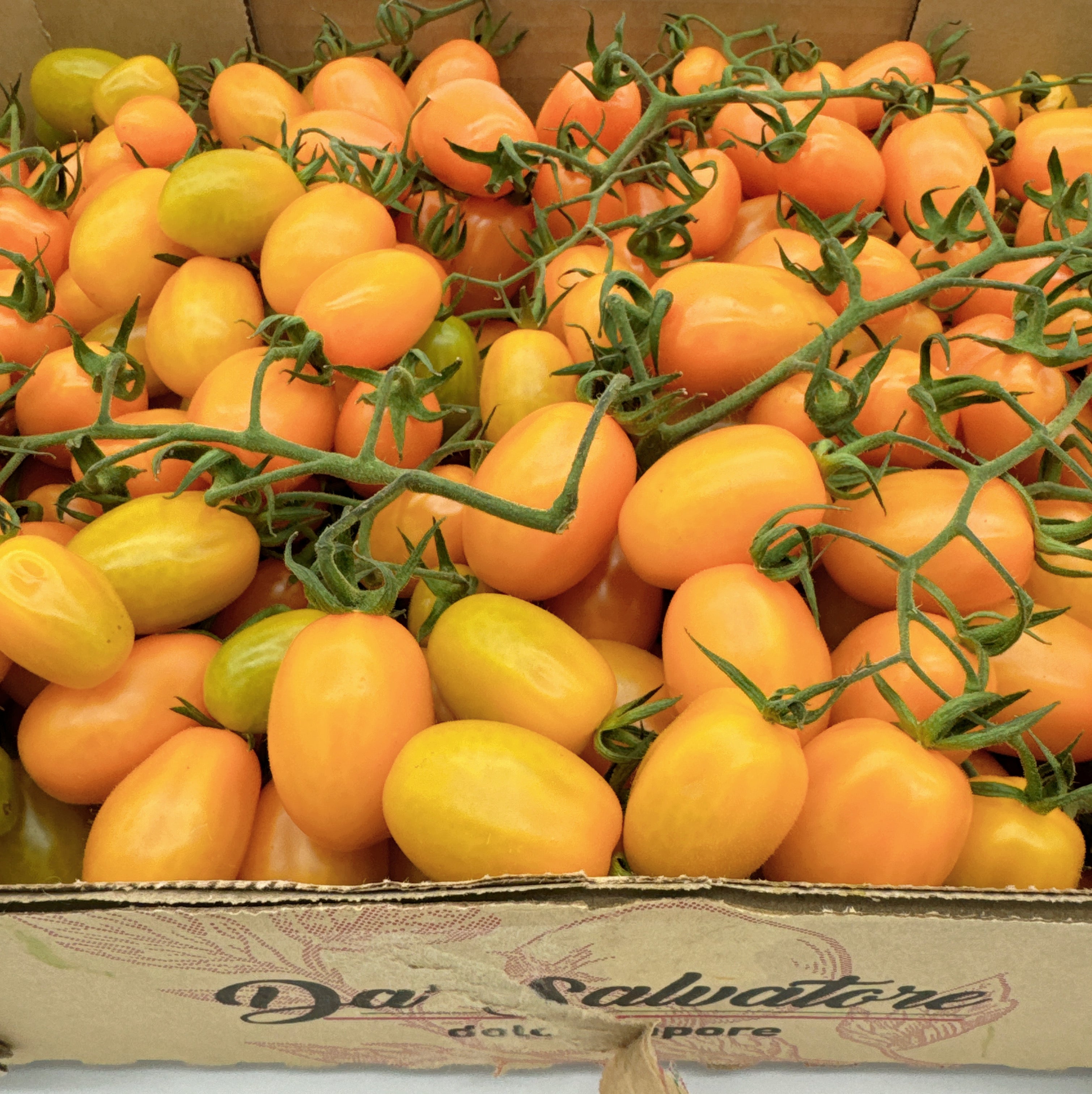 Yellow-Vine-Tomatoes---Box-of-5kg-1