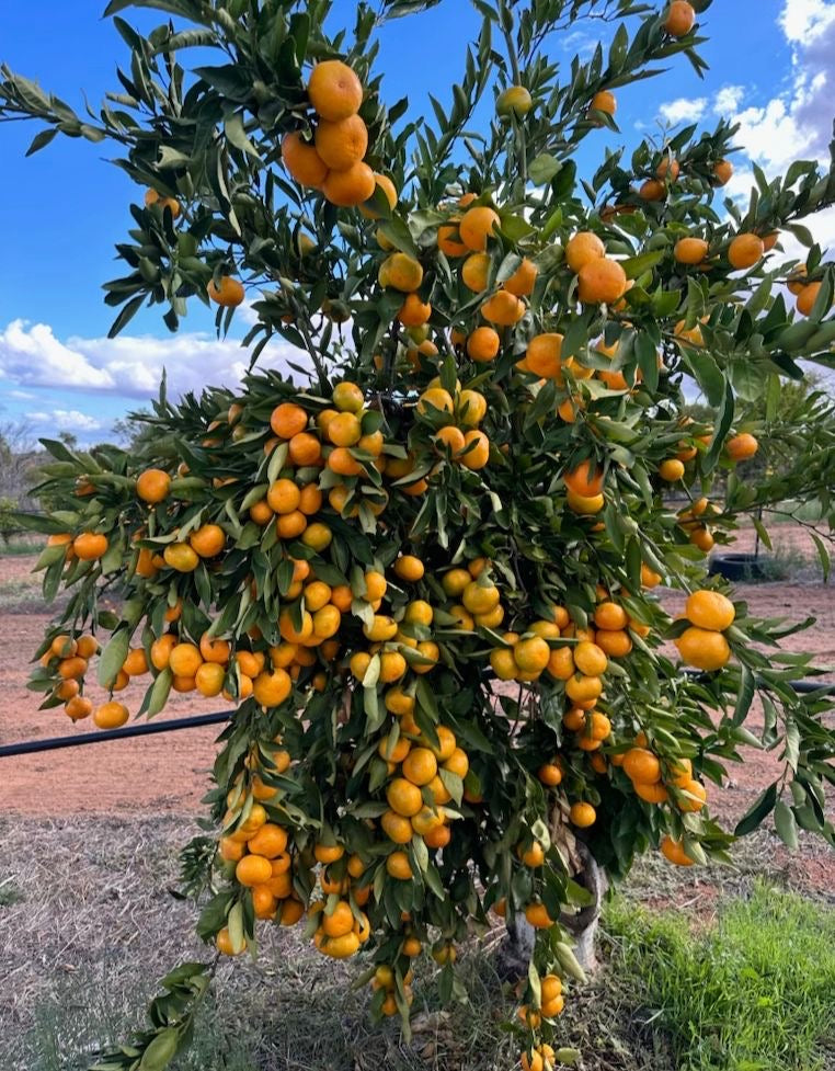 Japanese-OKITSU-Seedless-Juicy-Mandarins---1kg-1