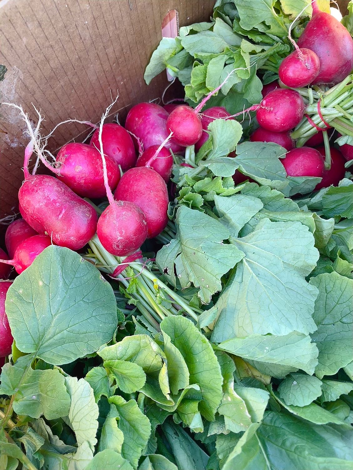 Fresh-Baby-Radishes---1-Bunch-1