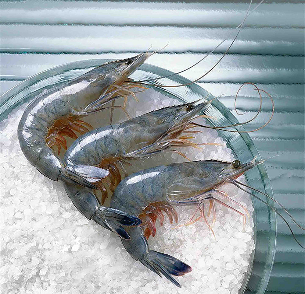 Cristal-Blue-Frozen-Paradise-Prawns-Sashimi-Grade-Gift-Box---1kg-1