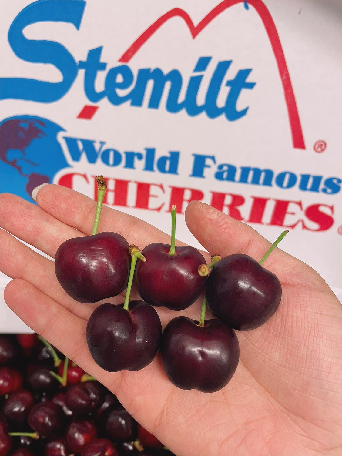 Stemilt-Imported-Red-Cherries-from-USA---5kg-Box-1