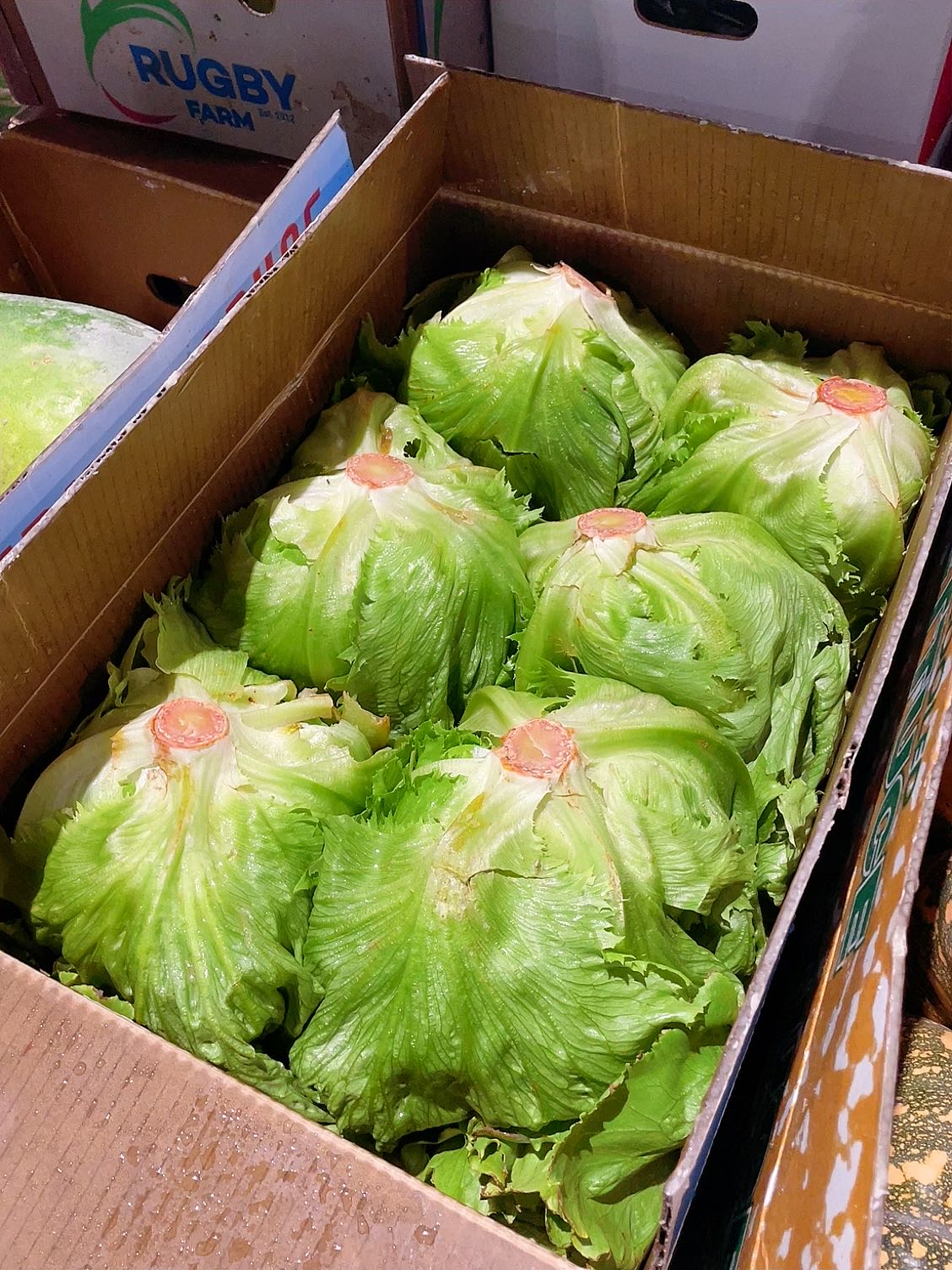 fresh-round-lettuce-1-head-1