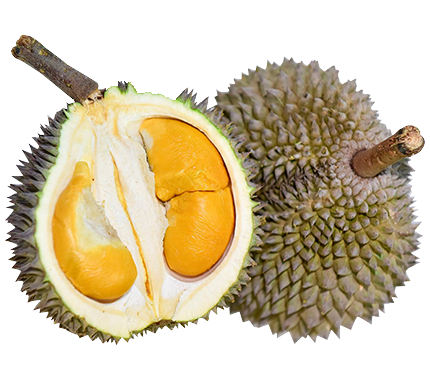 D13-Zhujue-Little-Black-Thorn-Golden-Pillow-Durian-1.4-1.6kg-1