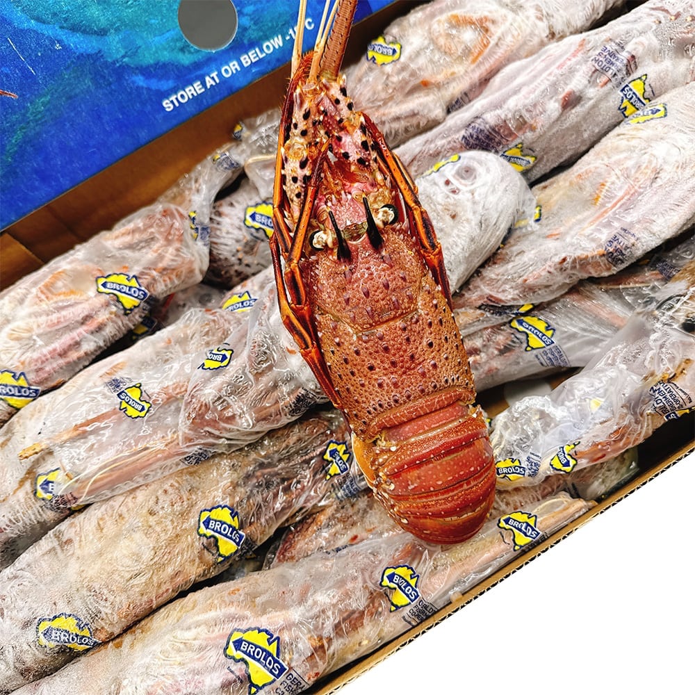 Brolos-Frozen-Whole-Western-Rock-Lobster---10kg-Box-1