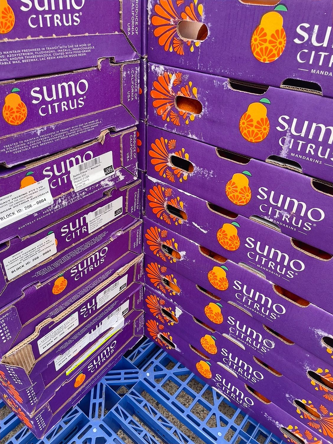 Sumo-Citrus-Mandarins---Box-of-25-1