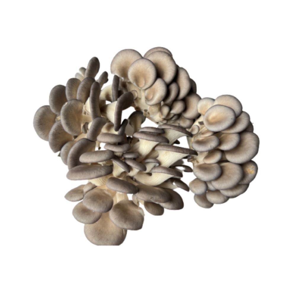 Pearl Mushrooms 400g