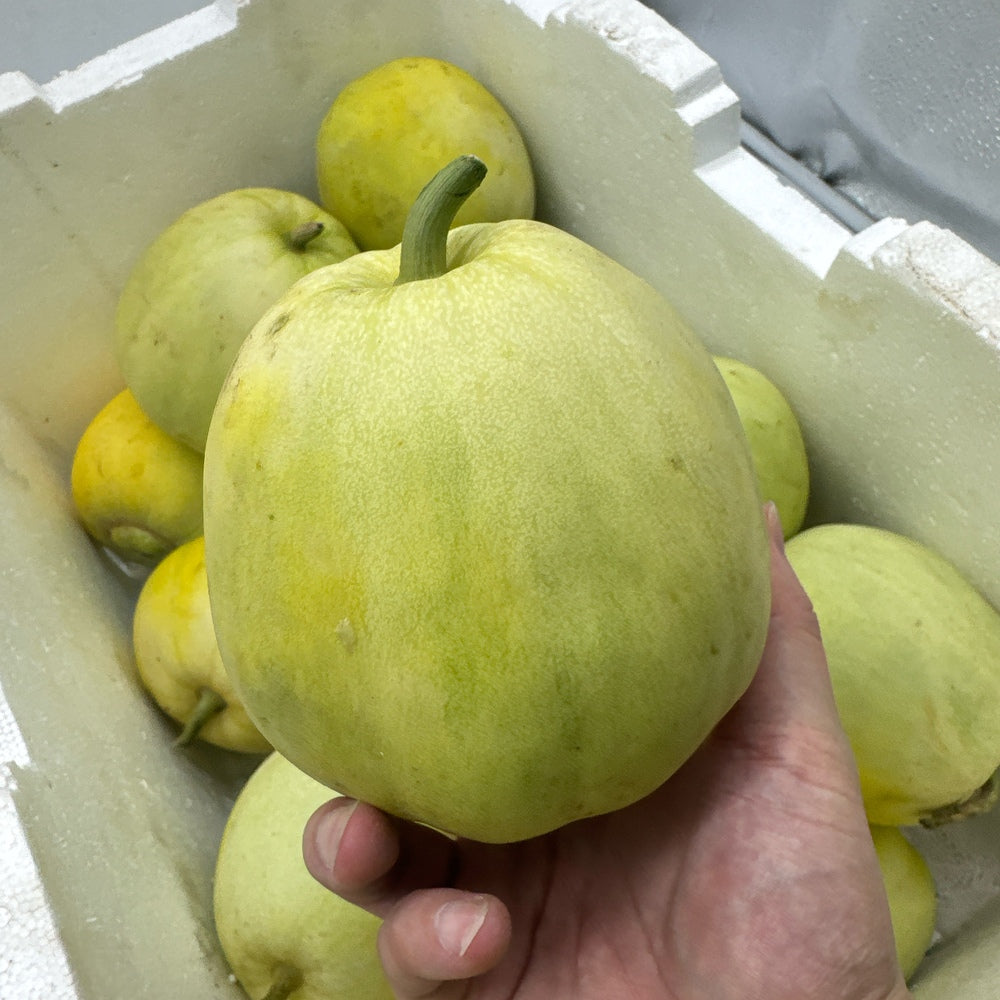 Japanese-Sweet-Treasure-Melon---1-Piece-1