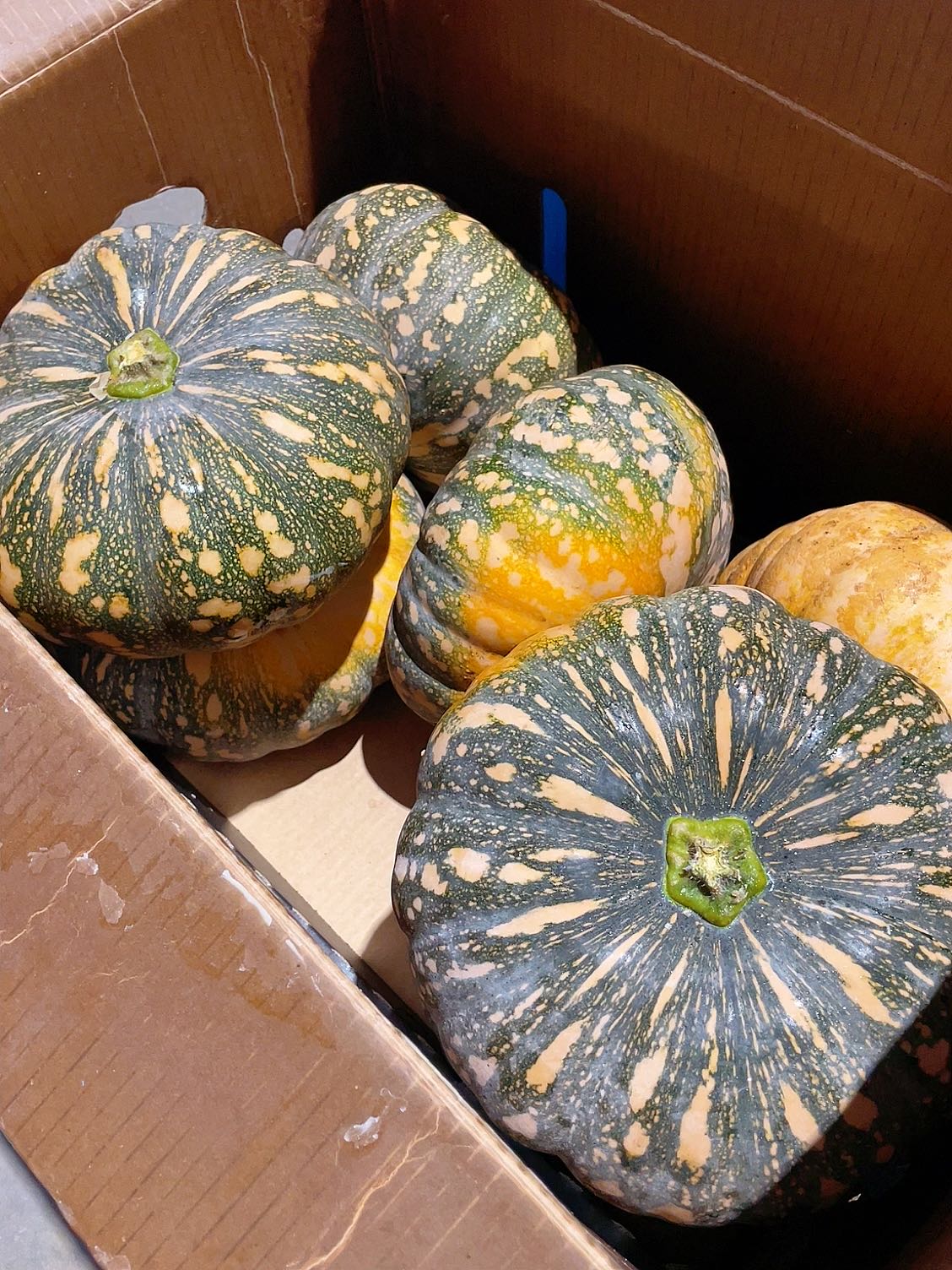 fresh-japanese-pumpkin-approximately-2-3kg-1