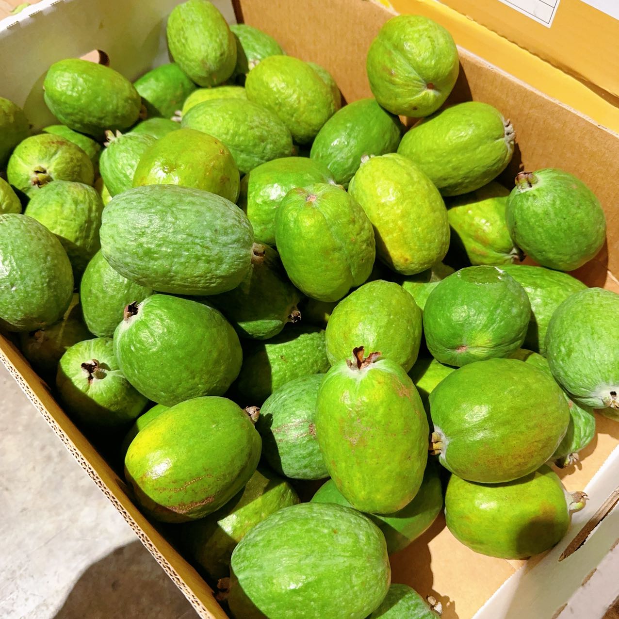 Seasonal-Limited-Australian-Feijoa---2-Large-Pieces-1