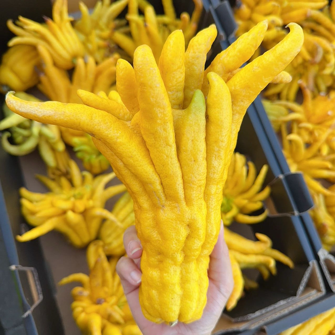 Buddha's-Hand-Citron---0.8-1kg-1