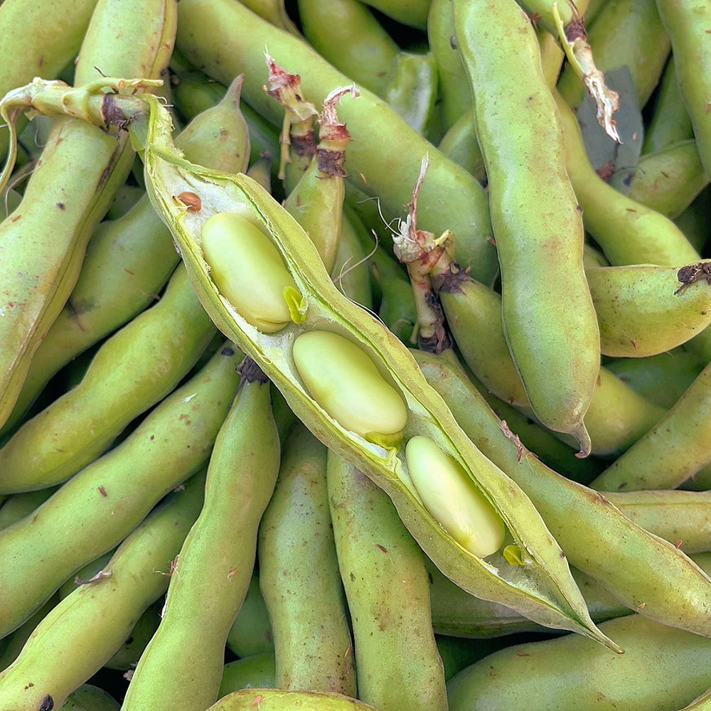 Broad-Beans---500g-1