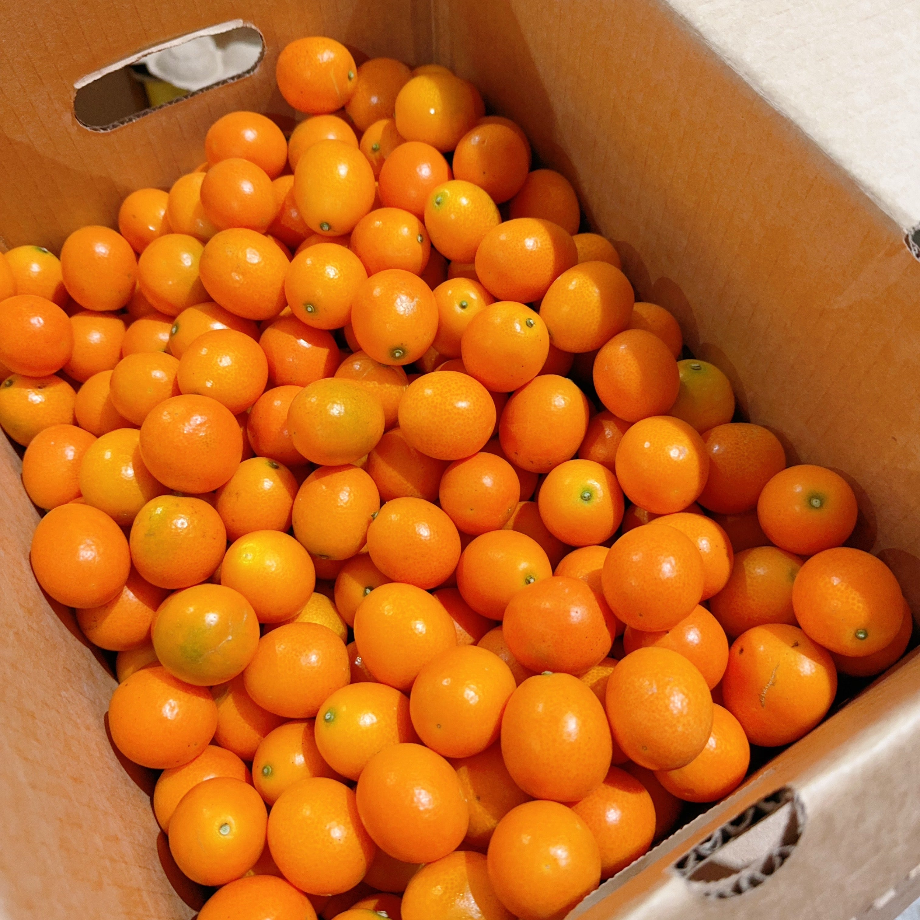 [Fresh]--Super-Sweet-Kumquats,-Approximately-500g-1