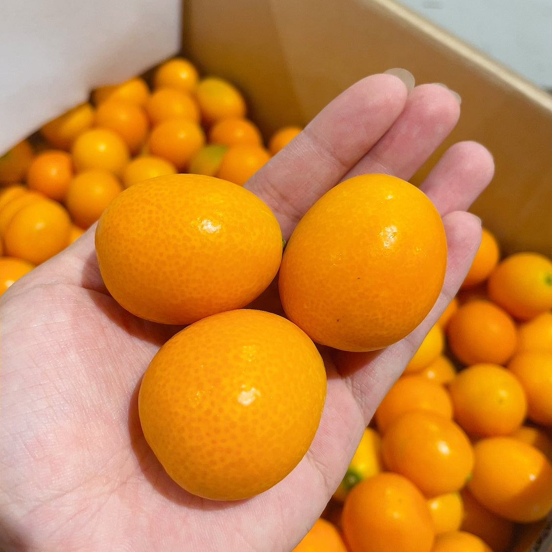 [Fresh]--Super-Sweet-Kumquats,-Approximately-500g-1