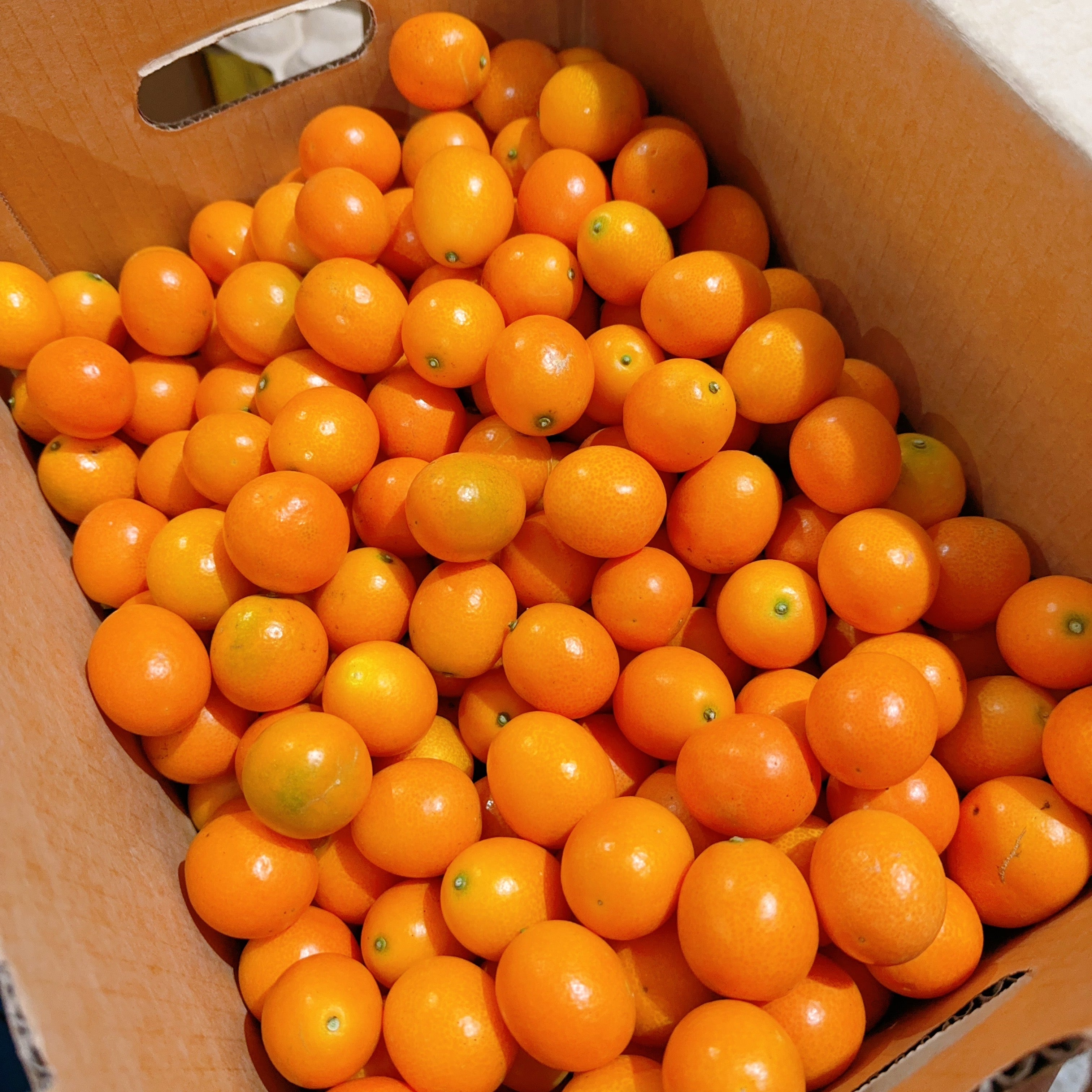 [Fresh]--Super-Sweet-Kumquats,-Approximately-500g-1