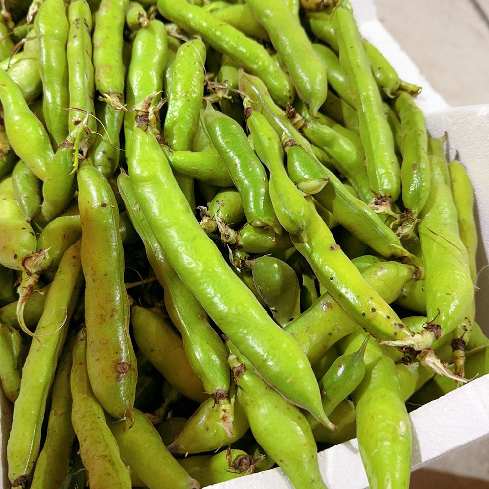 Broad-Beans---500g-1