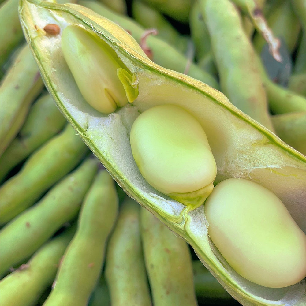 Broad-Beans---500g-1