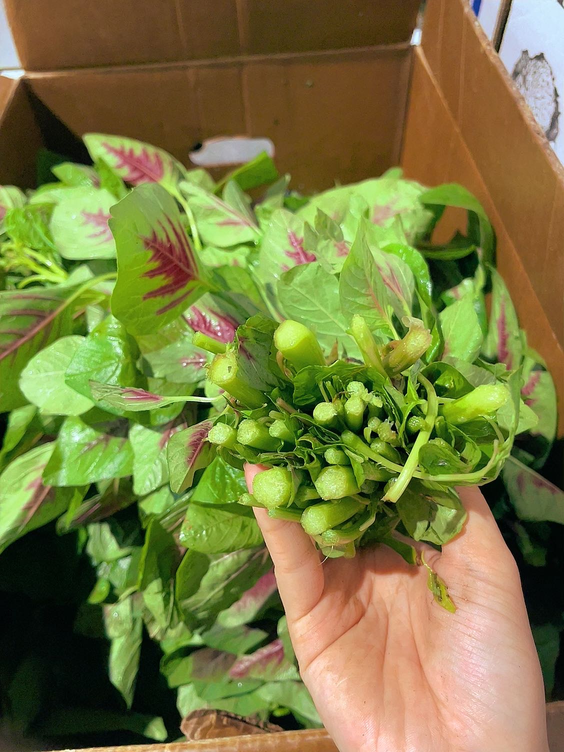 Fresh-Red-Amaranth---1-Bunch-1