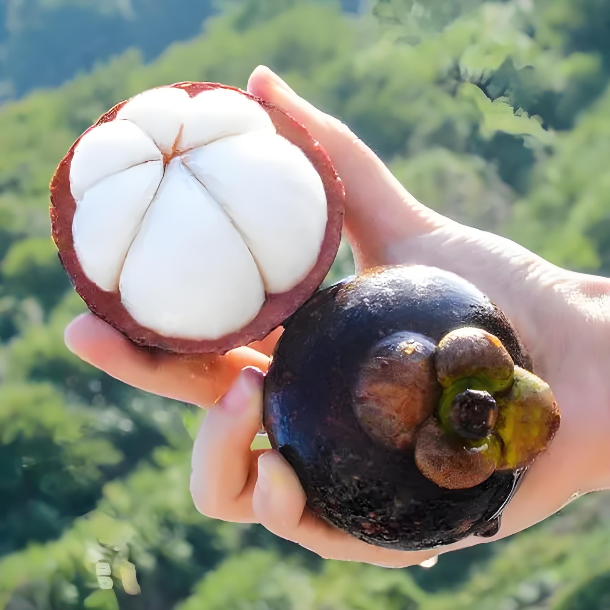 Mangosteen-Fresh-Thai-Airflown-KILOGRAM-1