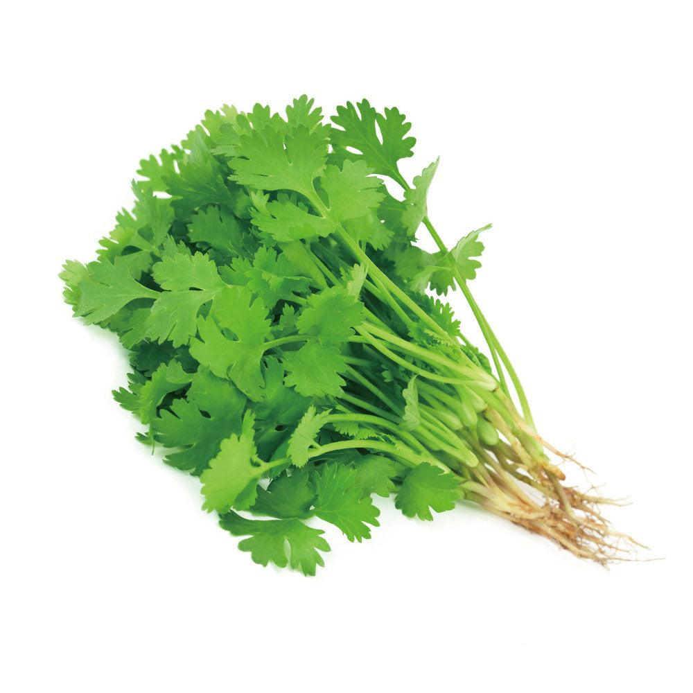 fresh-bunch-of-coriander-1