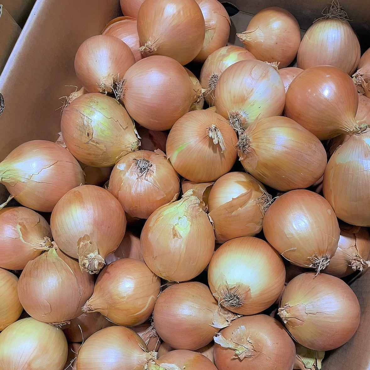 fresh-yellow-onions-1kg-1