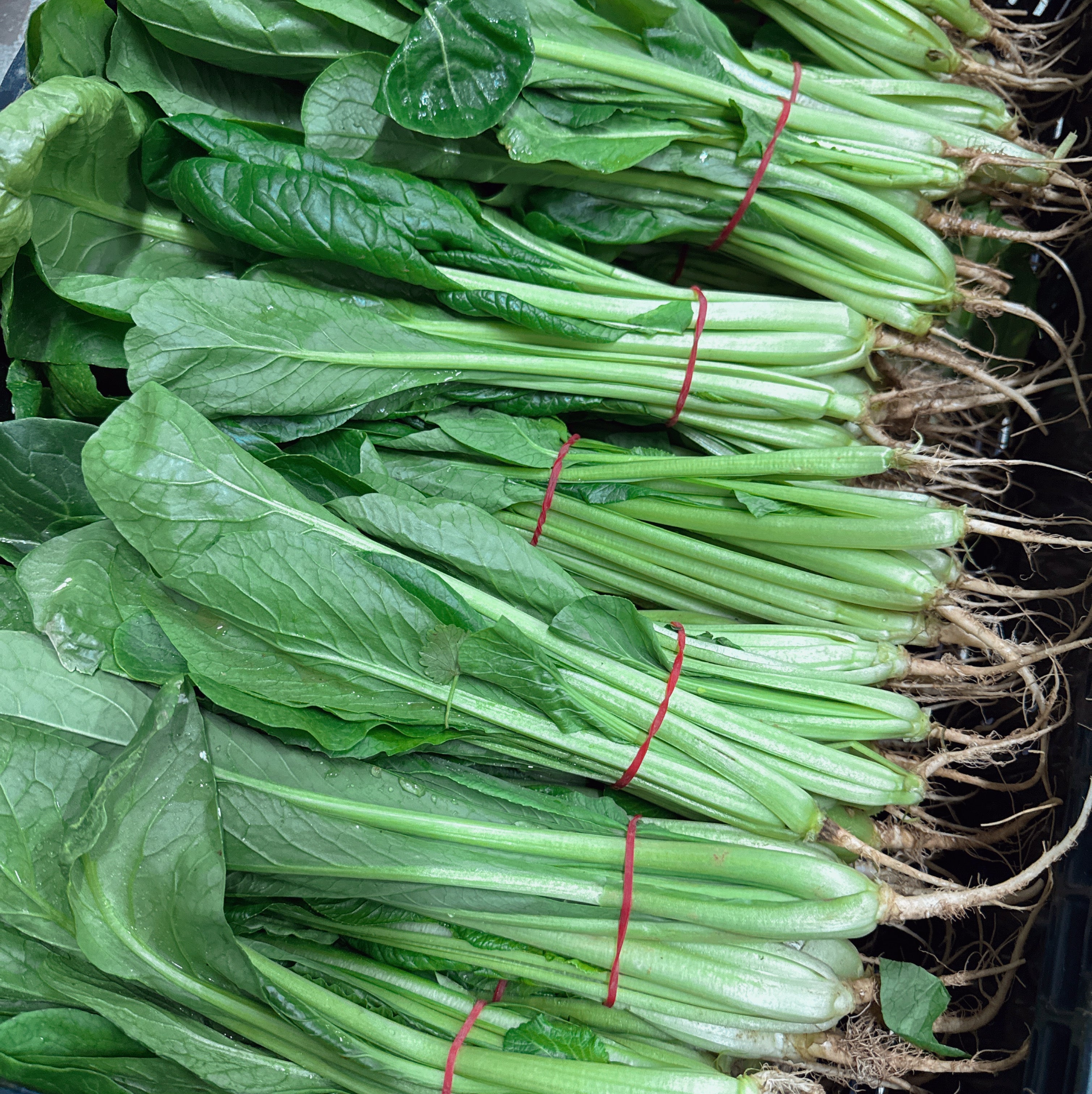 Baby-Bok-Choy-Bunch-1