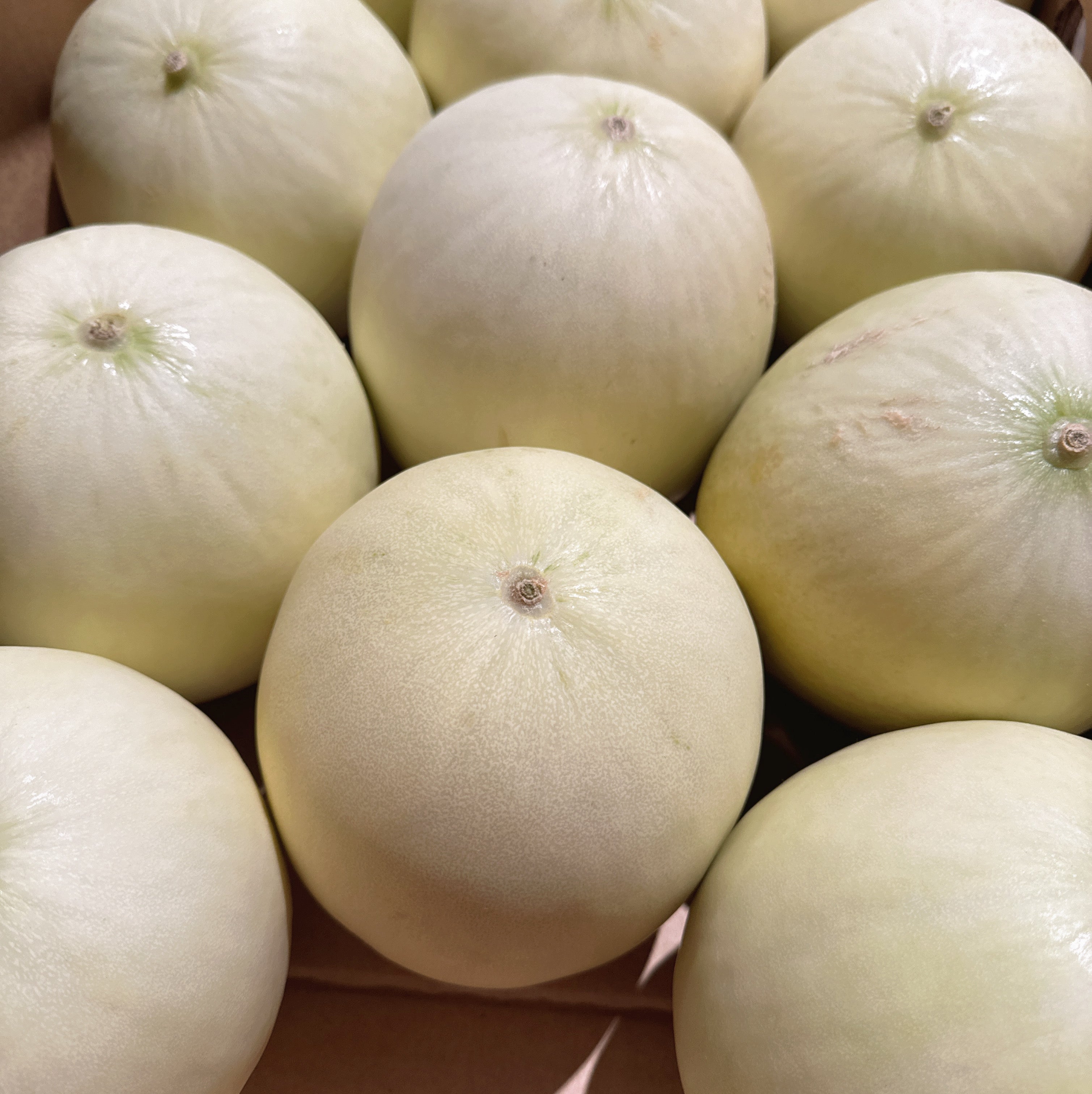 white-honeydew-melon-1-piece-1-8kg-1