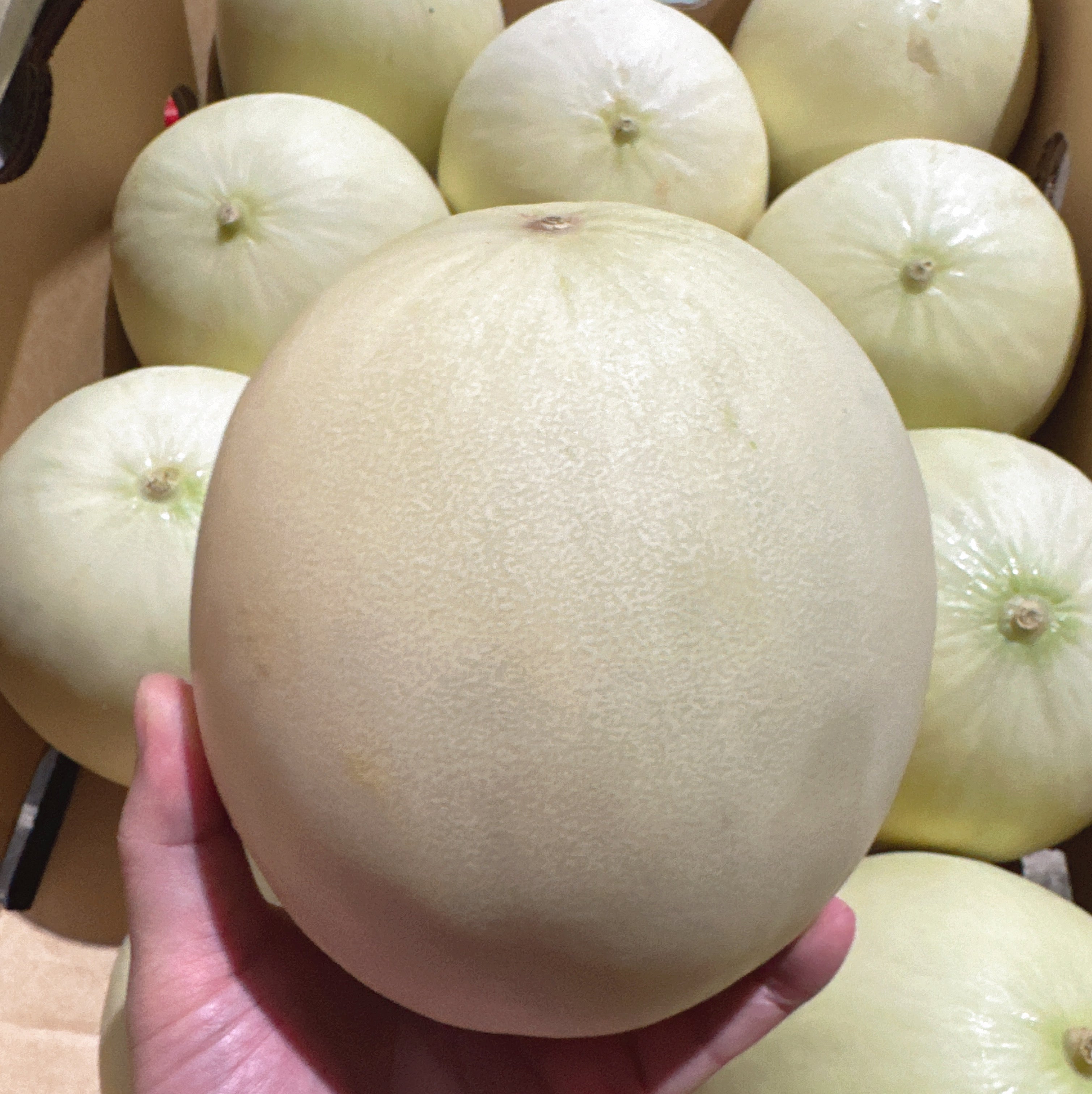 White-Honeydew-Melon---1-Piece,-1.8kg+-1