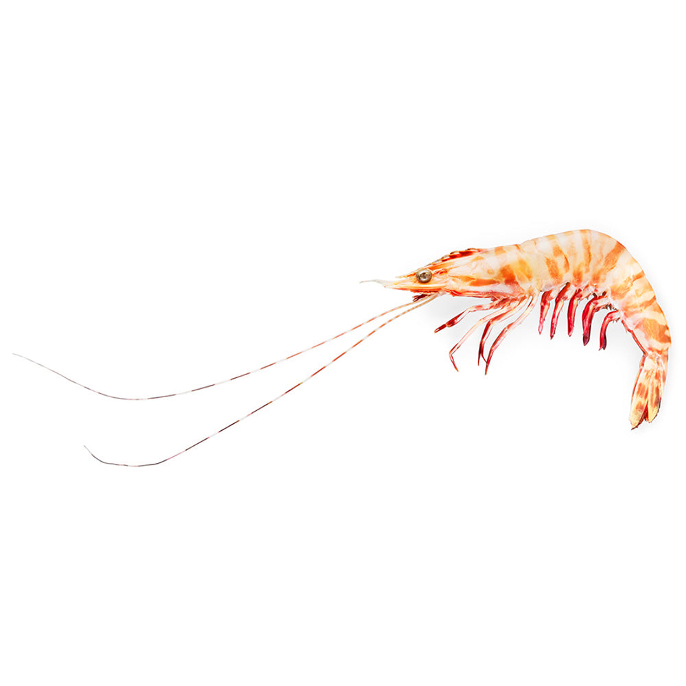 Tarni-Brand-Sashimi-Grade-Raw-Brown-Tiger-Prawns-Size-16/20---3kg-1