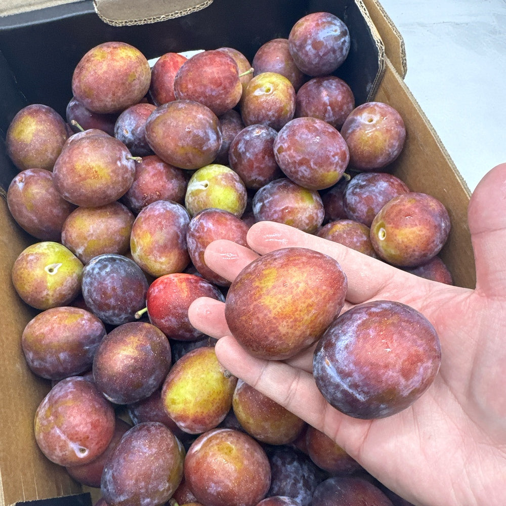 Tasty-Fresh-Plums---500g