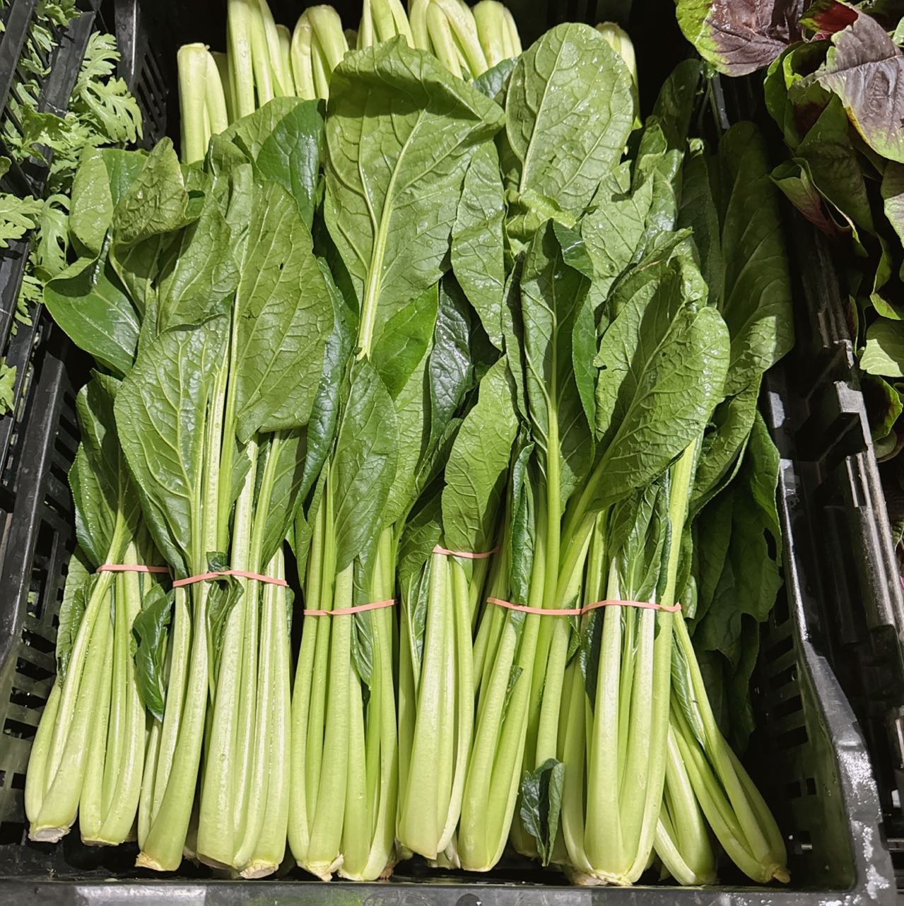 Large-Choy-Sum-Bunch-1