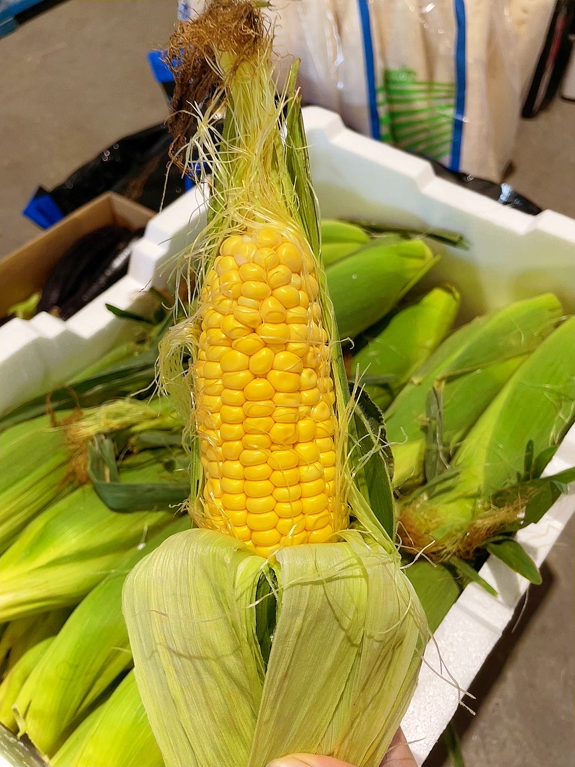 fresh-2-corn-cobs-1